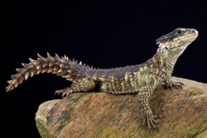 Kruhochvost obrovský (Smaug giganteus) – reptiles4all / Shutterstock