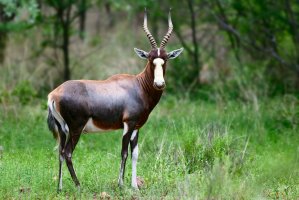 Buvolec pestrý (Damaliscus pygargus) – Etienne Outram / Shutterstock
