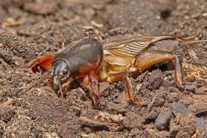 Krtonožka obecná (Gryllotalpa gryllotalpa) – setukov_sergey / Depositphotos