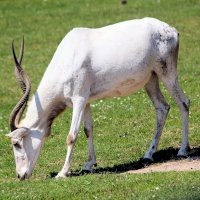 Adas nubický (Addax nasomaculatus) – Photo by Dušan Veverkolog on Unsplash