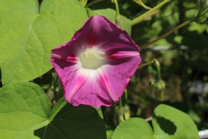 Povijnice nachová  povijník nachový (Pharbitis purpurea) – RukiMedia / Shutterstock