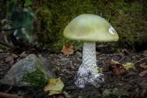 Muchomůrka zelená (Amanita phalloides) – Jaroslav Machacek / Shutterstock