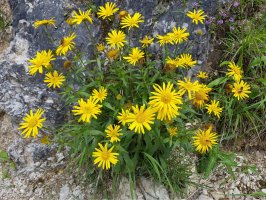 Volovec vrbolistý (Buphthalmum salicifolium) – Manfred Ruckszio / Shutterstock