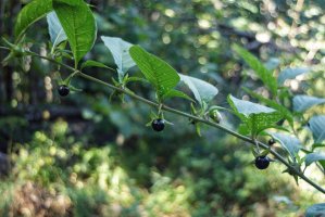 Jedovaté plody rulíku zlomocného (Atropa belladona) – staclu / Shutterstock