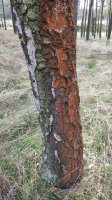 Zelená řasa rodu Pleurococcus na kmeni stromu – Lartos_82 / Shutterstock