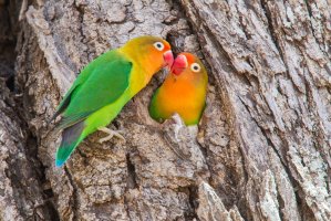 Papoušík Fischerův (Agapornis fischeri) – Danita Delimont / Shutterstock