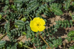 Kvetoucí kotvičník zemní (Tribulus terrestris) z čeledi kacibovité – NOPPHARAT247865 / Shutterstock