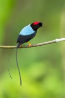 Pipulka dlouhoocasá (Chiroxiphia linearis) z podřádu křikavých – Milan Zygmunt / Shuttersock