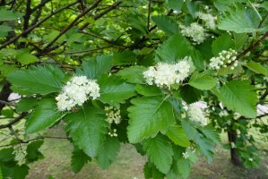 Jeřáb muk (Sorbus aria) – APugach / Shutterstock