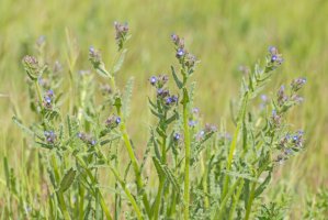 Pilát lékařský (Anchusa officinalis) – Ihor Hvozdetskyi/Shutterstock