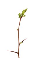 Trny na větvičce hlohu (Crataegus) – Erkki Makkonen / Shutterstock