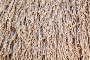 Mohér – EcoPrint / Shutterstock