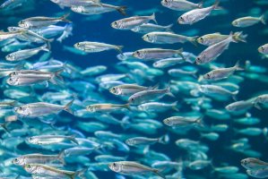 Placka velkooká (Alosa pseudoharengus) – MagicBones / Shutterstock