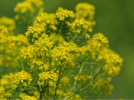 Boryt barvířský (Isatis tinctoria) – Toni Genes/Shutterstock