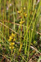 Blatnice bahenní (Scheuchzeria palustris) – Martin Adamek / Shutterstock