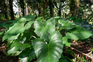 Xanthosoma sagittifolium – Raja Sopan Purba / Shutterstock