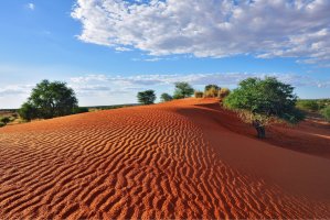 Poušť Kalahari – Oleg Znamenskiy / Shutterstock