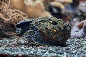 Odranec pravý (Synanceia verrucosa) – Vladimir_Wrangel / Shutterstock
