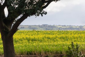 Hořčice setá (Sinapis alba), používaná často jako meziplodina – Wut_Moppie / Shutterstock