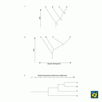 Dendrogram: 1 kladogram taxonů A, B, C, D; 2 fylogram taxonů A, B, C, D; 3 fenogram taxonů A, B, C, D větvení naznačuje pouze shodu na úrovni škálou určeného koeficientu podobnosti – CoJeCo.cz (CC BY-SA 4.0)