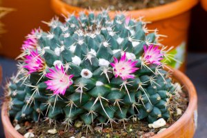 Kvetoucí kaktus Mamillaria melanocentra – Natalia van D / Shutterstock