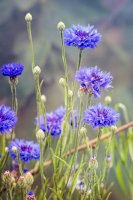 Chrpa modrá (Centaurea cyanus) – Algirdas Gelazius/Shutterstock