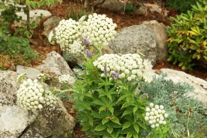 Seseli gummiferum neboli měsíční mrkev – Anna50 / Shutterstock