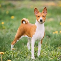 Basenji – Grisha Bruev/Shutterstock
