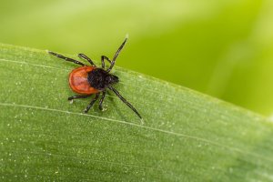 Klíště obecné (Ixodes ricinus) – Erik Karits / Shutterstock