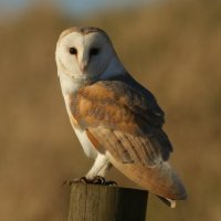 Sova pálená – Sandra Standbridge / Shutterstock