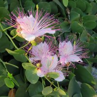 Kapara trnitá (Capparis spinosa) – Olga Art / Shutterstock