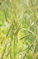 Pšenice špalda (Triricum spelta) – Karen Kaspar / Shutterstock