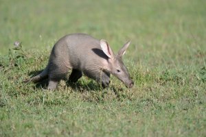 Hrabáč kapský (Orycteropus afer) – COULANGES / Shutterstock