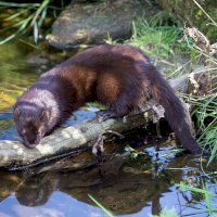 Norek (Lutreola lutreola) – phil_bird/Depositphotos