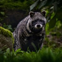 Cibetka africká (Civettictis civetta) – Ondrej Prosicky / Shutterstock