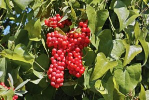 Liána přestup drsný (Smilax aspera), detail s listy a plody – flaviano fabrizi / Shutterstock
