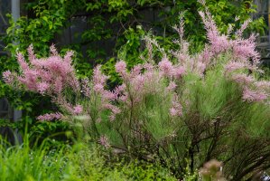 Kvetoucí keř tamaryšek kaspický (Tamarix ramosissima) – Flower_Garden / Shutterstock