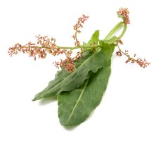 Šťovík obecný – Scisetti Alfio/Shutterstock