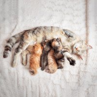 Kočka domácí, kojící koťata – Rashid Valitov/Shutterstock