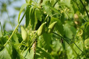 Ačokča (Cyclanthera pedata), detail rostliny s jedlými plody – Ivabalk / Shutterstock