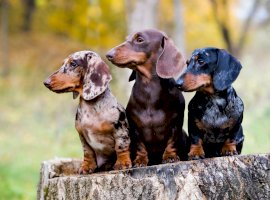 Jezevčíci – Liliya Kulianionak/Shutterstock