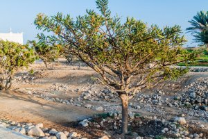Kadidlovník pravý (Boswellia sacra), Salalah, Omán – Matyas Rehak / Shutterstock