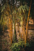 Stvoly žlutého bambusu, Hanoj – Photo by Jake Nackos on Unsplash
