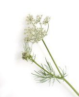 Kmín kořenný – Manfred Ruckszio/Shutterstock