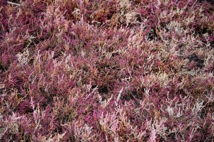 Kvetoucí slanorožec bylinný  rozprostřený (Salicornia herbacea  prostrata) – Ostropel / Shutterstock