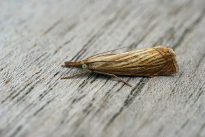Travařík zahradní (Chrysoteuchia culmella) – Wirestock Creators / Shutterstock