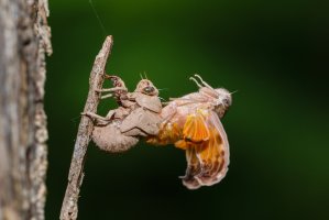 Poslední vývojové stádium cikády (Cicadoidea), dospělec opouští svoji svlečku (exuvii) – wanida tubtawee / Shutterstock