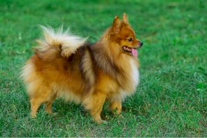 Německý špic – BidaOleksandr/Shutterstock