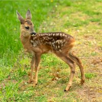 Kolouch – Birgit Reitz-Hofmann/Shutterstock