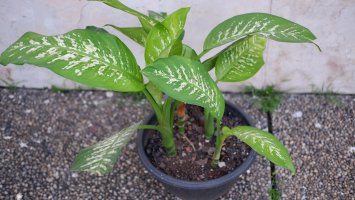 Diefenbachie pestrá (Dieffenbachia amoena) v květináči – Poetra.RH / Shutterstock